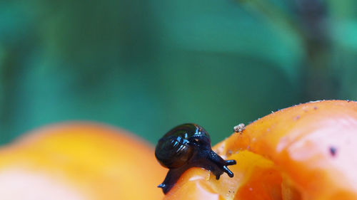 Close-up of snail on food