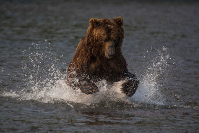 Brown bear in lake