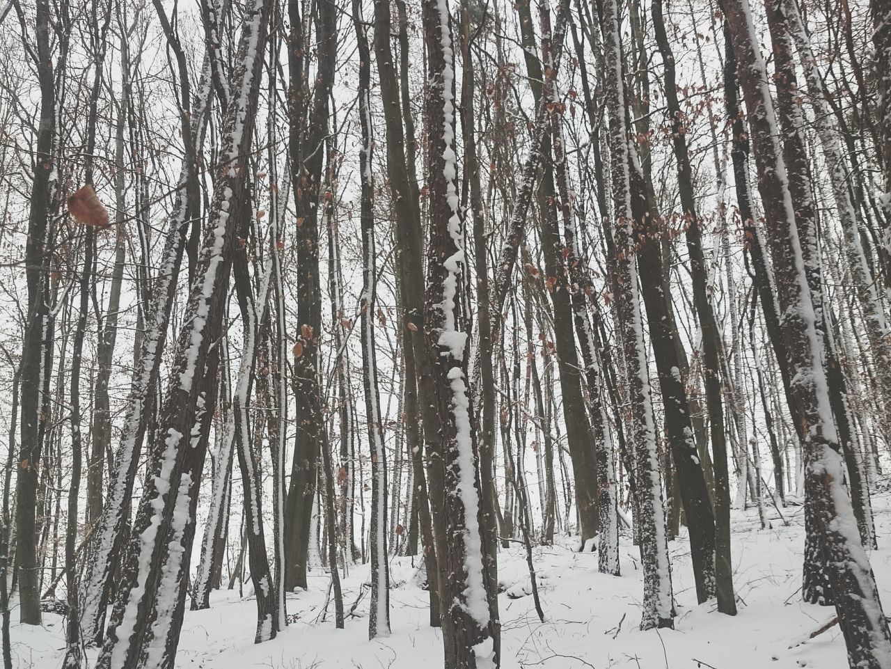 snow, winter, cold temperature, season, tree, weather, tranquility, covering, nature, tranquil scene, beauty in nature, frozen, landscape, tree trunk, scenics, forest, woodland, field, snow covered, growth