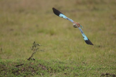 Close-up of bird on field