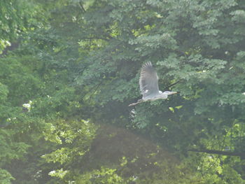 Bird flying against trees