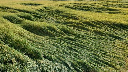 Full frame shot of agricultural field