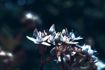 Close-up of flowers on tree