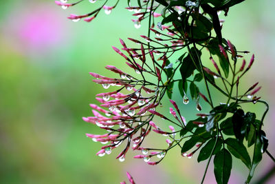 Close-up of raindrops on tree