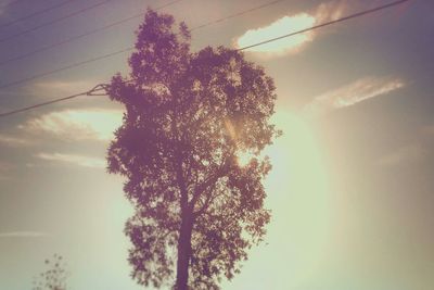 Low angle view of trees against sky at sunset