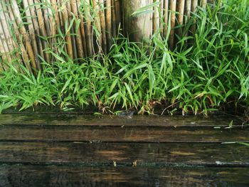 Close-up of bamboo plants in lake
