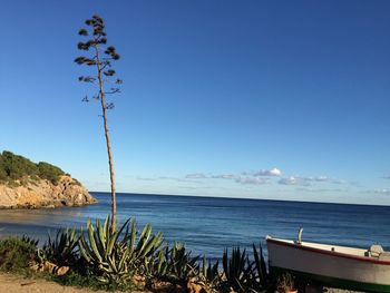 Trees and plants growing by sea against blue sky