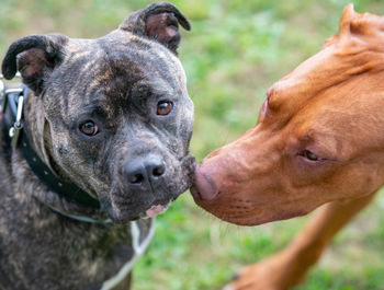 Staffordshire bull terrier is a very popular family dog also known as a babysitter dog