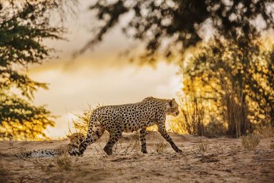 Cheetah walking on field against sky