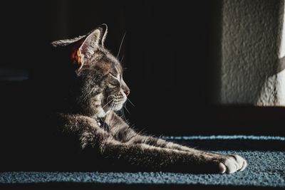Close-up of caterpillar