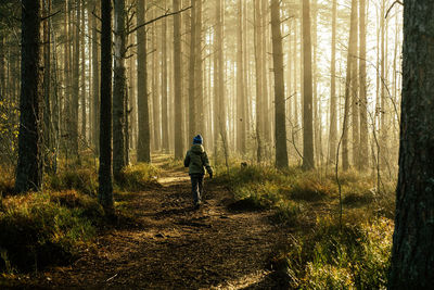 Boy in a jacket walking through the pine forest in the morning.