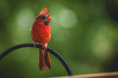 Cardinal at the bird feeder