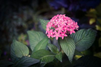 Close-up of pink flower