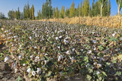 Plants growing on field