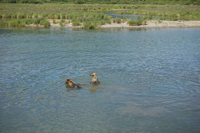 Ducks swimming in lake