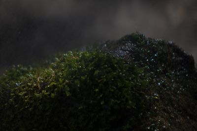 High angle view of raindrops on plants