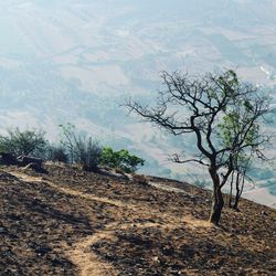 Bare tree on landscape against sky