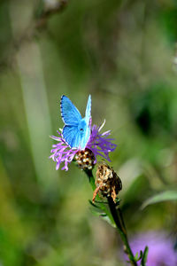 Close-up of butterfly on flower