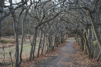 Bare trees in forest