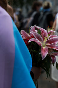 Close-up of pink flowering plant