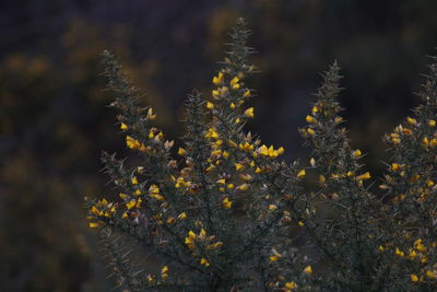 Close-up of fresh flowers on tree