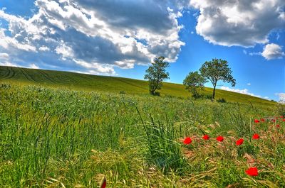 Scenic view of field against sky