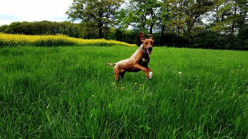 Dog grazing on grassy field