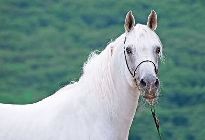 Close-up of horse