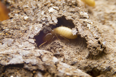 Close-up of caterpillar on rock