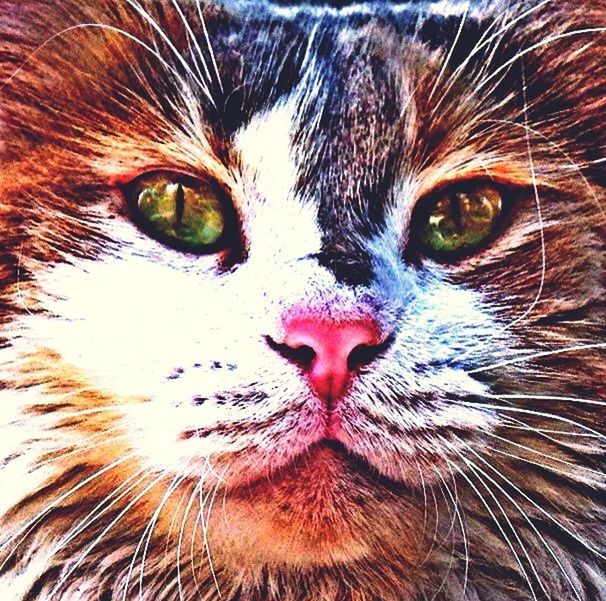 animal themes, one animal, pets, domestic cat, domestic animals, cat, feline, animal eye, whisker, mammal, looking at camera, portrait, close-up, animal head, full frame, animal body part, backgrounds, animal hair, staring, no people