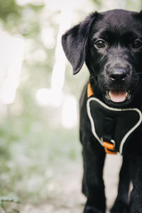 Portrait of black puppy standing on field