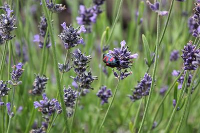 Close-up of insect on purple flowering plants