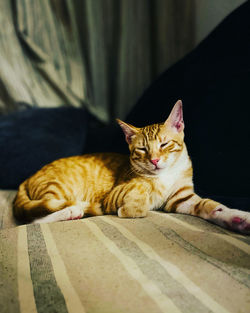 Close-up of cat lying on bed