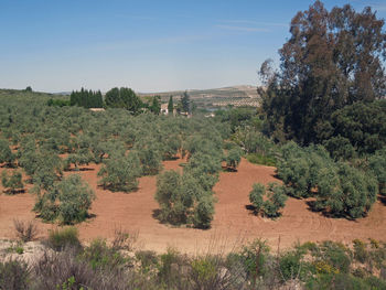 Plants and trees against sky