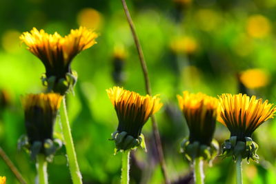 Close-up of yellow flowering dandelion plant
