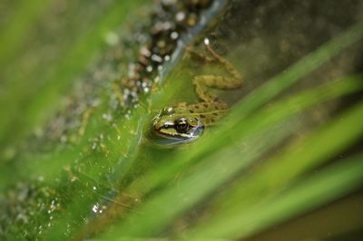 High angle view of frog on leaf