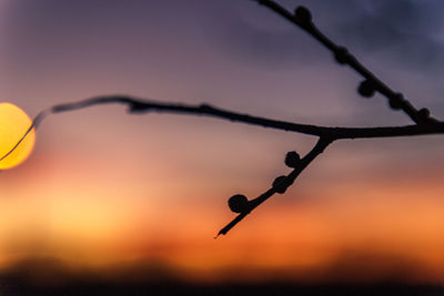 Close-up of silhouette twig against sky during sunset