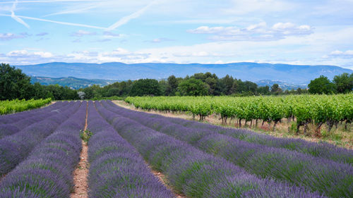 Scenic view of agricultural field against sky