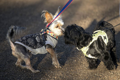 Full length of a dog running