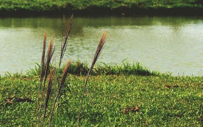 Scenic view of lake