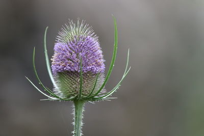 Close-up of thistle flower