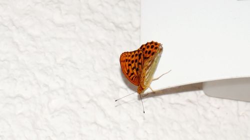 Close-up of butterfly