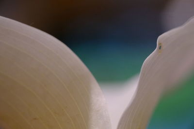Close-up of fresh green plant against sky