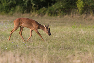 Side view of deer running on field