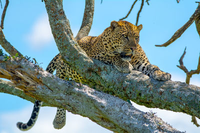 Low angle view of leopard sitting on tree against sky