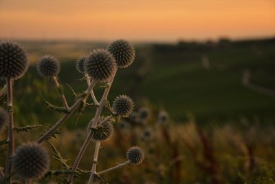 Close-up of wilted flowers on field during sunset