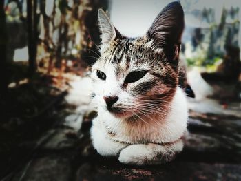 Close-up portrait of a cat