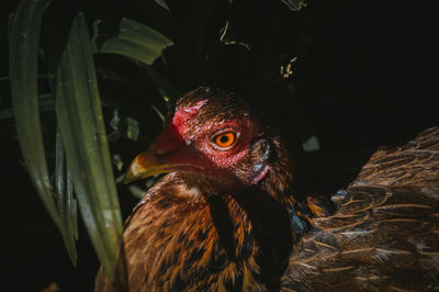 Close-up of a bird