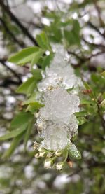 Close-up of frozen tree during winter