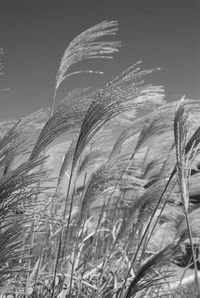 Close-up of wheat field against clear sky